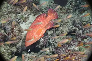 Pseudanthias Prints: DDE-90020627