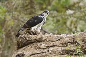 Buteo Prints: DDE-90020639