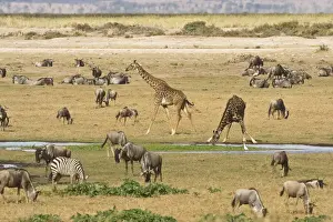 Quagga Prints: DDE-90020642