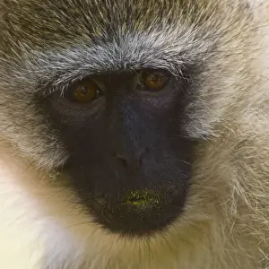 Vervet Prints: DDE-90020672
