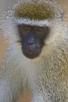 Vervet Prints: DDE-90020675