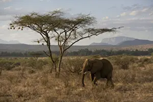 Samburu Prints: DDE-90020676