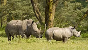 Nakuru Prints: DDE-90020691