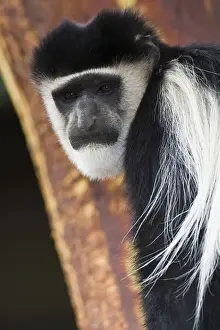 Guereza Prints: DDE-90020697