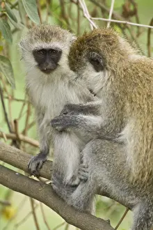 Vervet Prints: DDE-90020705