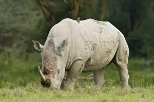 Nakuru Prints: DDE-90020708