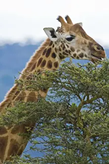 Nakuru Prints: DDE-90020710