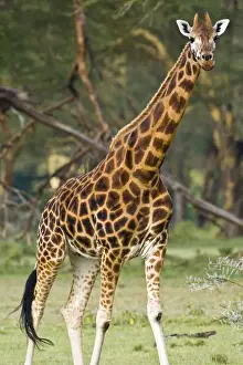 Nakuru Prints: DDE-90020712