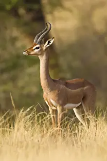 Gazelle Prints: DDE-90020716