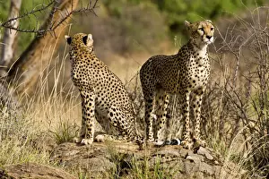Samburu Prints: DDE-90020717