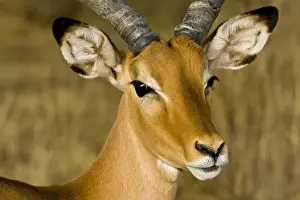 Samburu Prints: DDE-90020731
