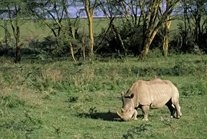 Nakuru Prints: DDE-90020736