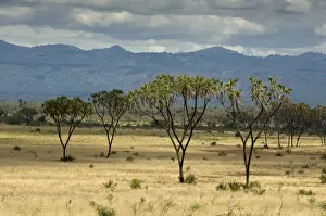 Meru Prints: DDE-90020778