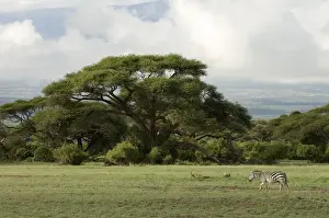 Amboseli Prints: DDE-90020780