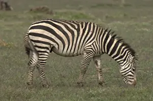 Amboseli Prints: DDE-90020785