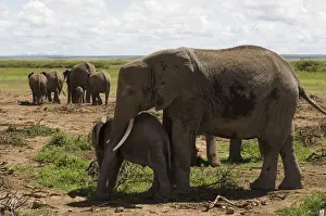 Amboseli Prints: DDE-90020788