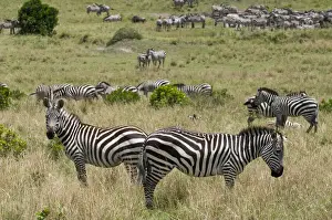 Quagga Prints: DDE-90020806