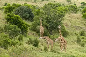Camelopardalis Prints: DDE-90020807