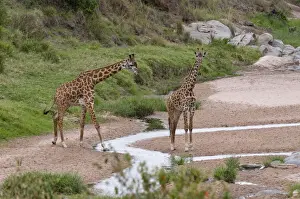 Camelopardalis Prints: DDE-90020808