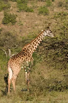 Masai Prints: DDE-90020814
