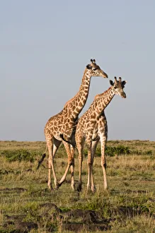 Images Dated 17th June 2010: DDE-90020831