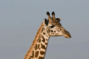 Images Dated 17th June 2010: DDE-90020832