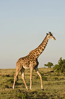 Images Dated 17th June 2010: DDE-90020833