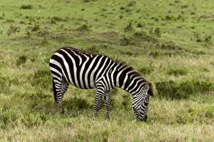 Refuge Prints: DDE-90020868
