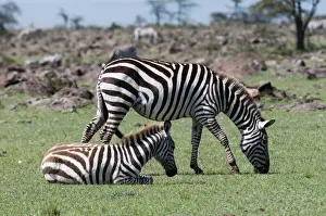 Refuge Prints: DDE-90020871