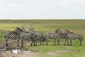 Refuge Prints: DDE-90020872