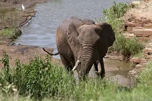 Tsavo Prints: DDE-90020873