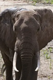 Tsavo Prints: DDE-90020874