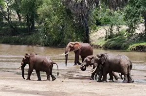 Tsavo Prints: DDE-90020876