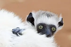 Lemur Prints: DDE-90020956