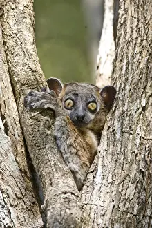 Lemur Prints: DDE-90020957