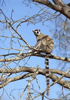 Lemur Prints: DDE-90020965