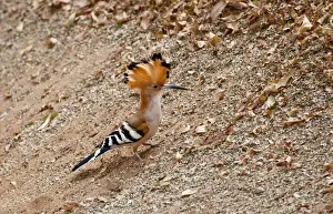 Hoopoe Prints: DDE-90020966