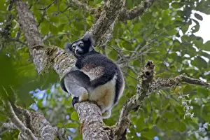 Lemur Prints: DDE-90020971