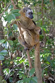 Lemur Prints: DDE-90020975