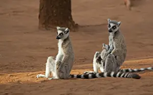 Lemur Prints: DDE-90020977