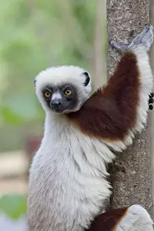 Lemur Prints: DDE-90020979