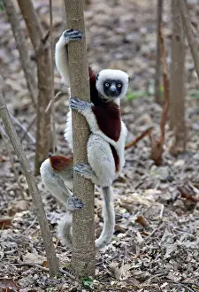 Lemur Prints: DDE-90020980