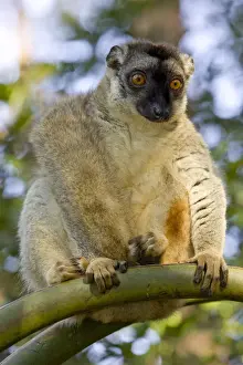 Lemur Prints: DDE-90021114