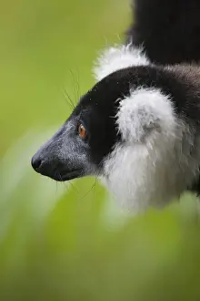 Lemur Prints: DDE-90021119