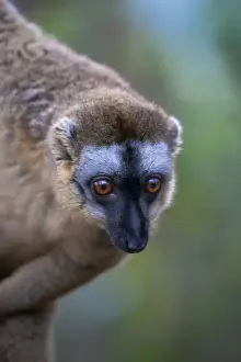 Lemur Prints: DDE-90021121
