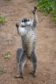 Lemur Prints: DDE-90021122