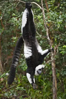 Lemur Prints: DDE-90021123