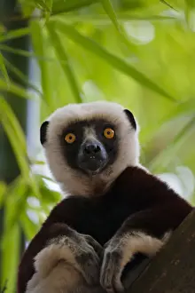 Lemur Prints: DDE-90021126