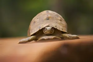 Tortoise Prints: DDE-90021127