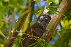 Lemur Prints: DDE-90021130